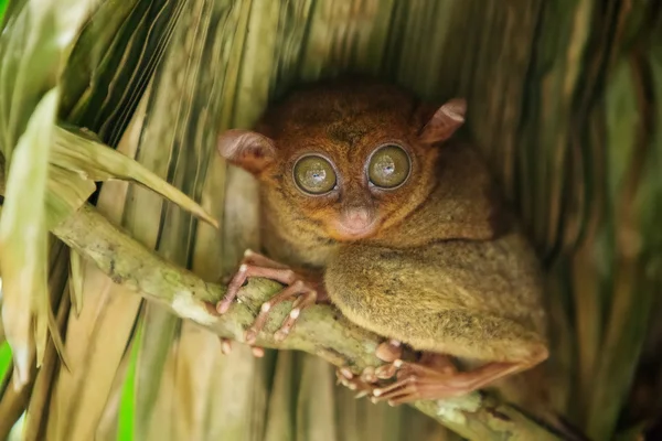 Tarsier de wereld de kleinste primaten — Stockfoto