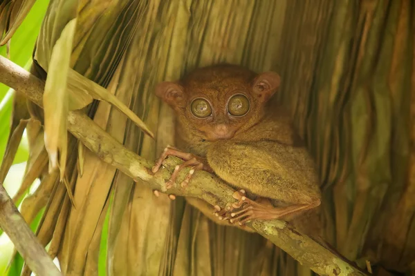 Tarsier the world's smallest primate — Stock Photo, Image