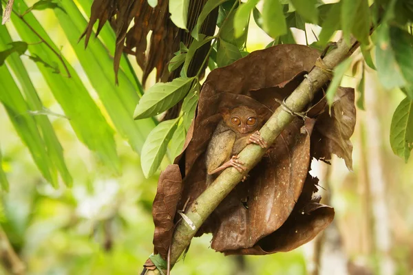 Tarsier the world's smallest primate — Stock Photo, Image