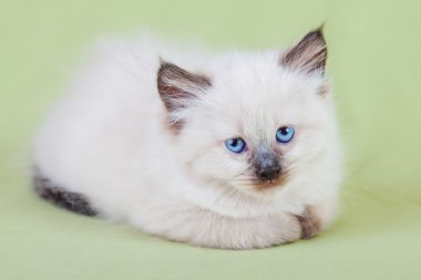 Bebek kedi closeup fotoğraf makinesi vasıl arıyorsunuz