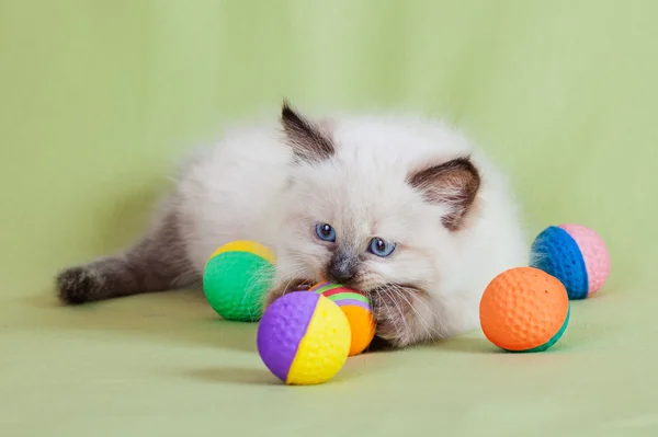 Zbliżenie kota dziecko bawi się kolorowe kulki — Zdjęcie stockowe