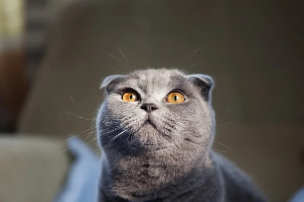 Gray cat closeup looking at camera — Stock Photo, Image