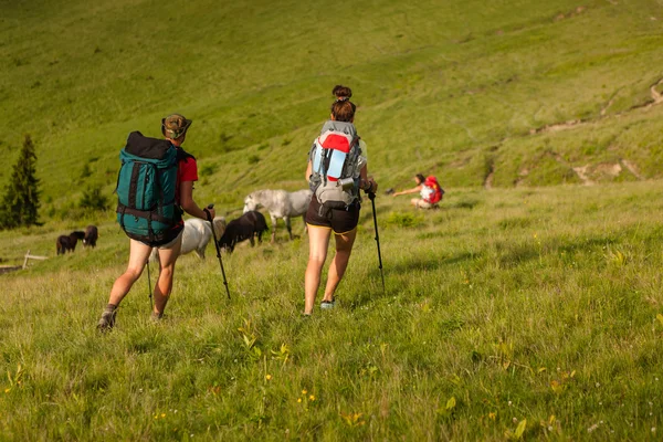 A fiatalok nyáron a Kárpátok hegyeiben túráznak. — Stock Fotó