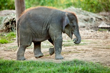 Fil çiftliğinin yakınlarında Chitwan ulus Parkı Nepal