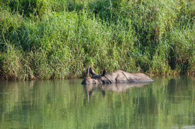 Nehir kenarında Chitwan Milli Parkı, Nepal su banyolarında Rino