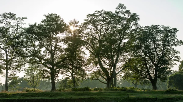 Forêt de jungle avec arbres tropicaux. Chitwan jungles — Photo