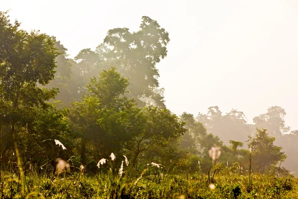 Hutan rimba dengan pohon tropis. Chitwan hutan — Stok Foto