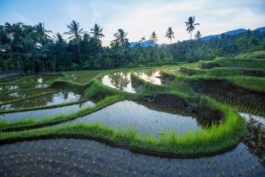 Bali pirinç terasları
