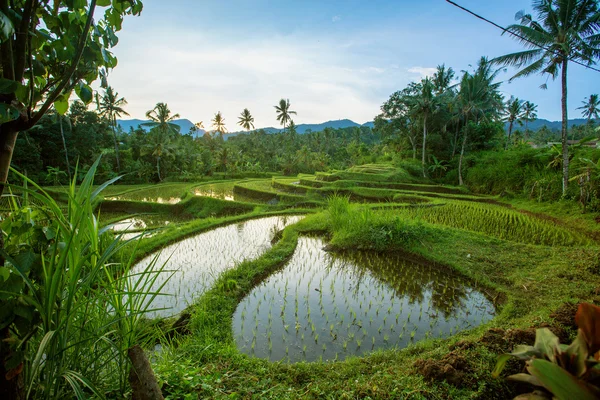 Terrasses de riz Bali — Photo