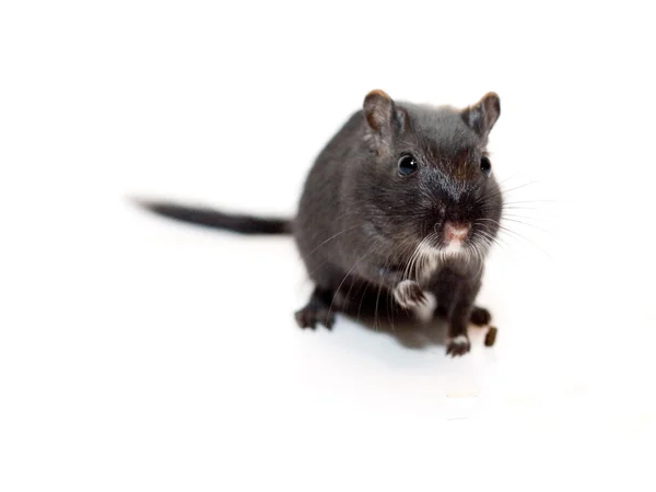 Divertente ratto su sfondo bianco — Foto Stock