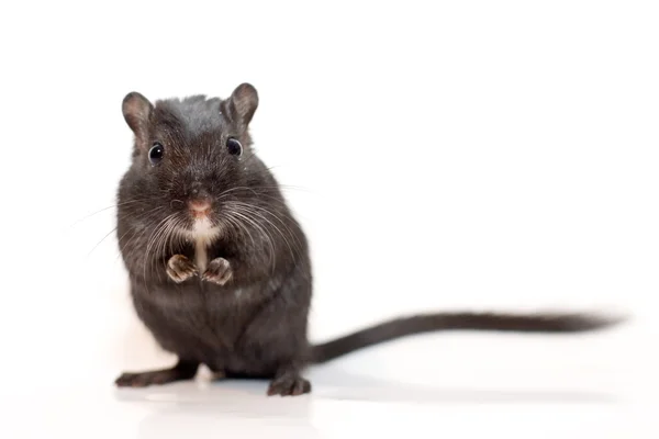 Grappige rat op witte achtergrond — Stockfoto