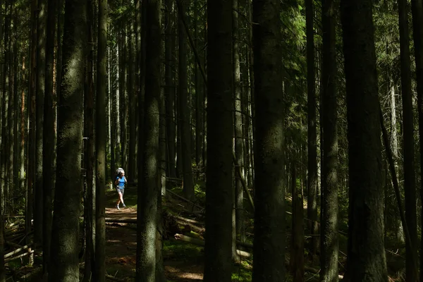 Woman is hiking in wild forest under huge trees — Stock Photo, Image