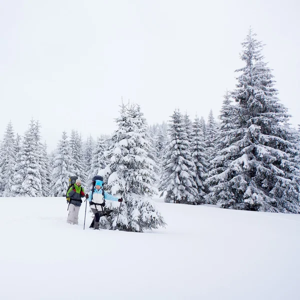 冬の森でハイカー — ストック写真