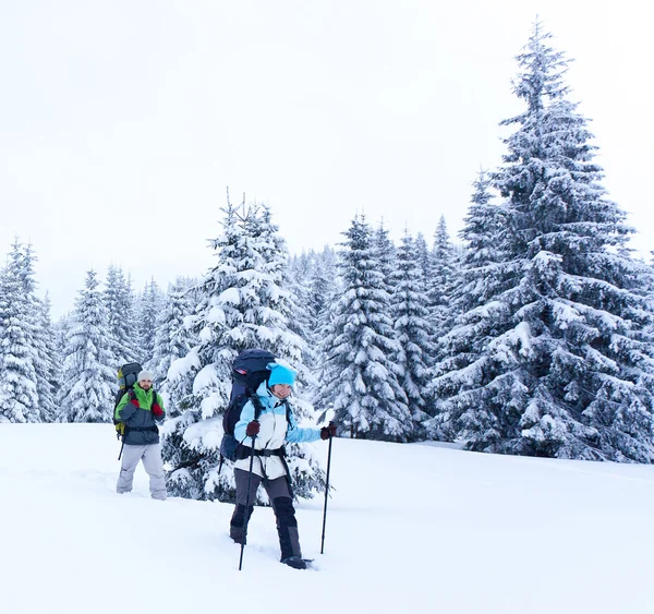 Wandelaar in het winter forest — Stockfoto