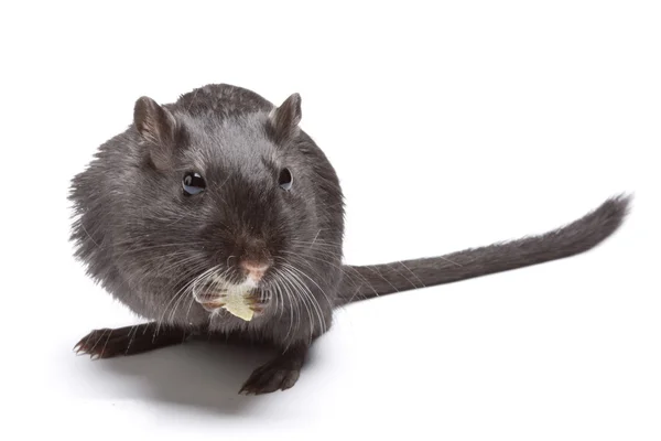 Grappige rat op witte achtergrond — Stockfoto