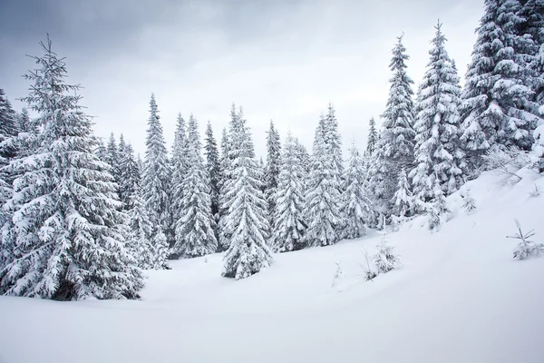Winter forest in mountains Stock Picture