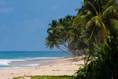 Sri Lanka tropikal sahilinde palmiye ağaçları