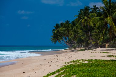 Sri Lanka tropikal sahilinde palmiye ağaçları