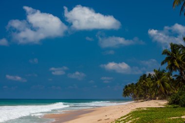 Sri Lanka tropikal sahilinde palmiye ağaçları