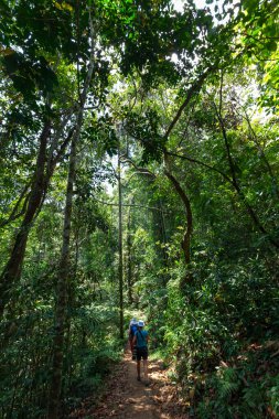 Ormanlarda Sri Lanka Trekker yürür