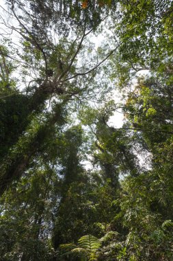 Güneş ışığı yeşil yaprakları Sri Lanka tropik orman geçer