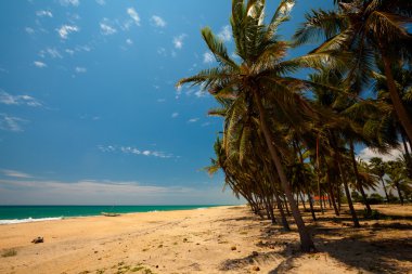 Sri Lanka tropikal sahilinde palmiye ağaçları
