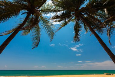 Sri Lanka tropikal sahilinde palmiye ağaçları