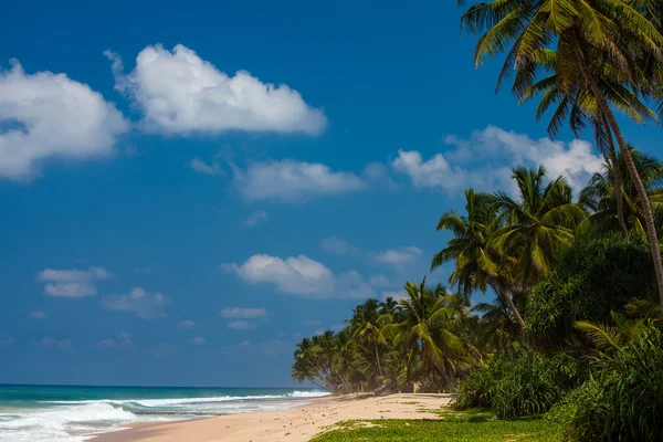 Palmen an der tropischen Küste in Sri Lanka — Stockfoto