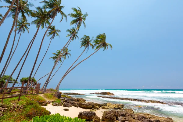 Palmy na tropické pobřeží Srí Lanky — Stock fotografie