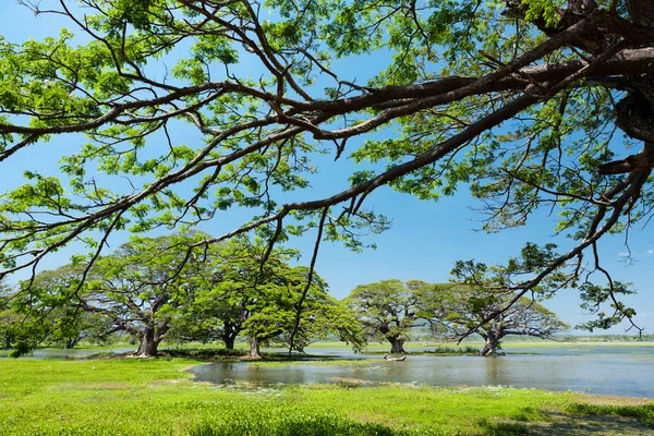 Мальовничим видом на Голубе озеро і зелені дерева в Шрі-Ланці — стокове фото