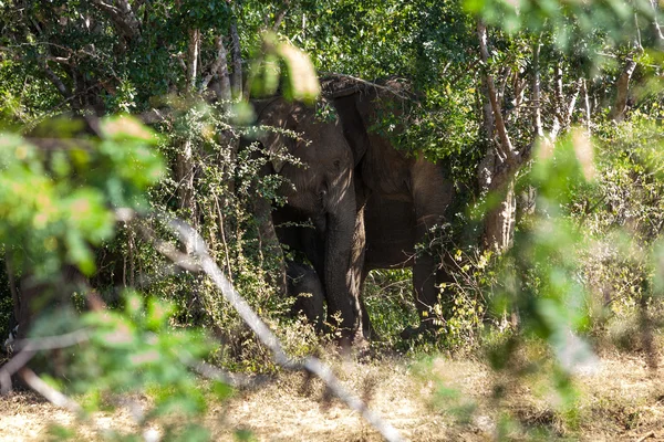 Un pequeño ternero elefante se esconde detrás de su madre en la nación de Yala — Foto de Stock