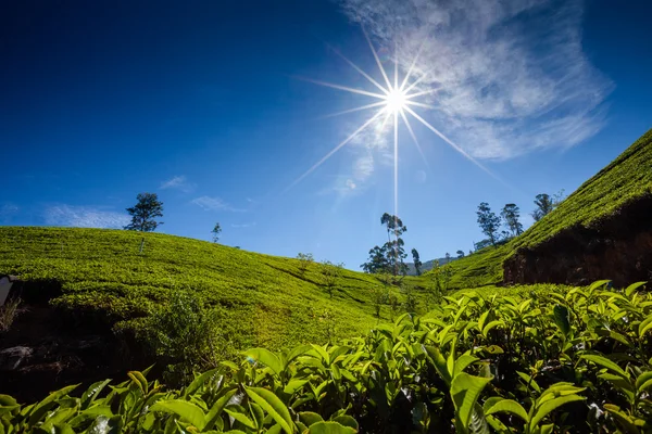 Paisagem com campos verdes de chá no Sri Lanka — Fotografia de Stock