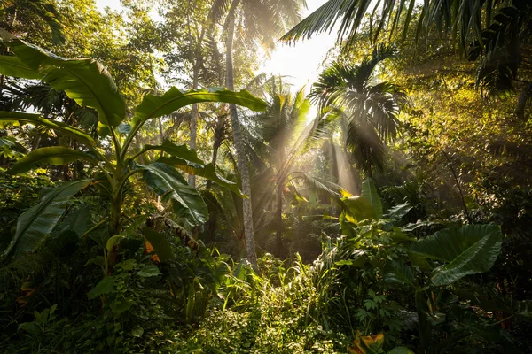 La luce del sole attraversa le foglie verdi della foresta tropicale nello Sri Lanka — Foto Stock