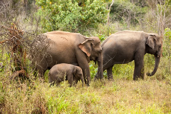 Elefante bebé en la naturaleza — Foto de Stock