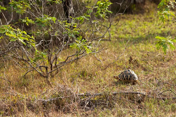 Elefante bebé en la naturaleza — Foto de Stock