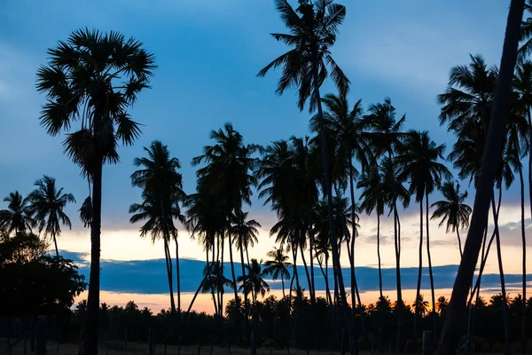 Palmen an der tropischen Küste in Sri Lanka — Stockfoto