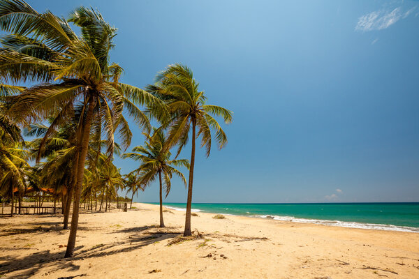 Palm trees at the tropical coast in Sri Lanka