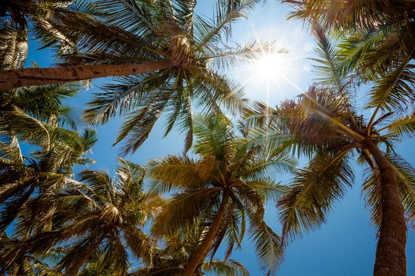 Pohon palem di pantai tropis di Sri Lanka — Stok Foto