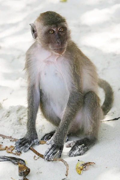 Maymun maymunu plaj Thailan — Stok fotoğraf