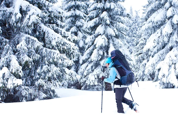 Vandrare går i snö skog — Stockfoto