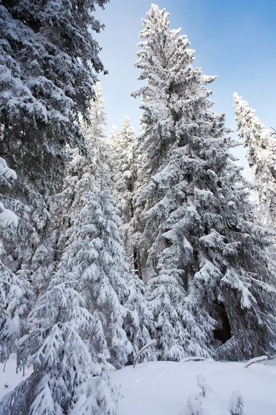 Zimowy las w górach Obrazek Stockowy
