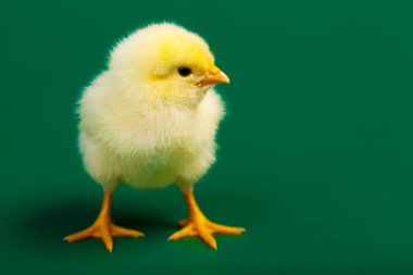 Beyaz arka plan üzerinde küçük chicknen