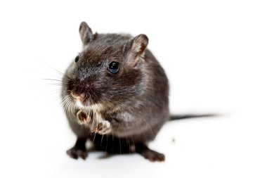 Beyaz arka planda komik fare