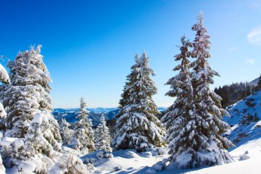 Dağlarda kış ormanı