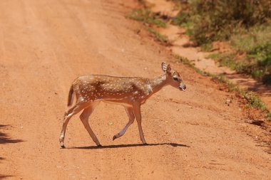 Sika geyik jungls Sri Lanka