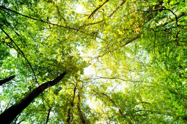 Sonbaharın güzel Karpat Dağları