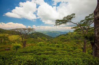 Yeşil alan ve palm Sri Lanka günbatımı manzara