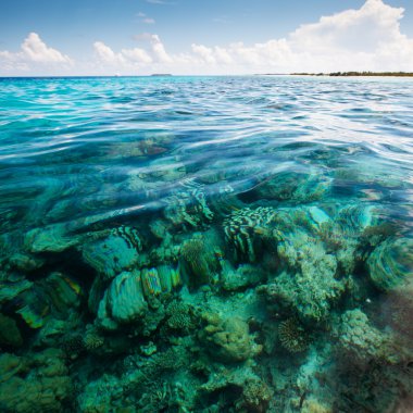 Okyanus Maldivler yakın doğal manzaraya