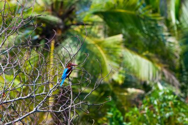 Beyaz göğüs Kral Fisher branck Sri Lanka oturuyor
