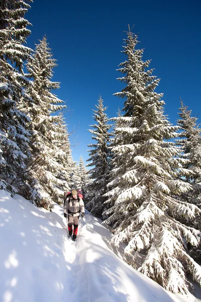 Excursionista en las montañas de invierno — Foto de Stock